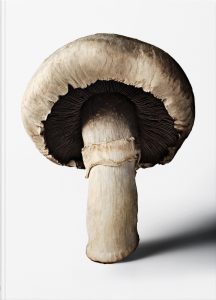 The Gourmand's Mushroom